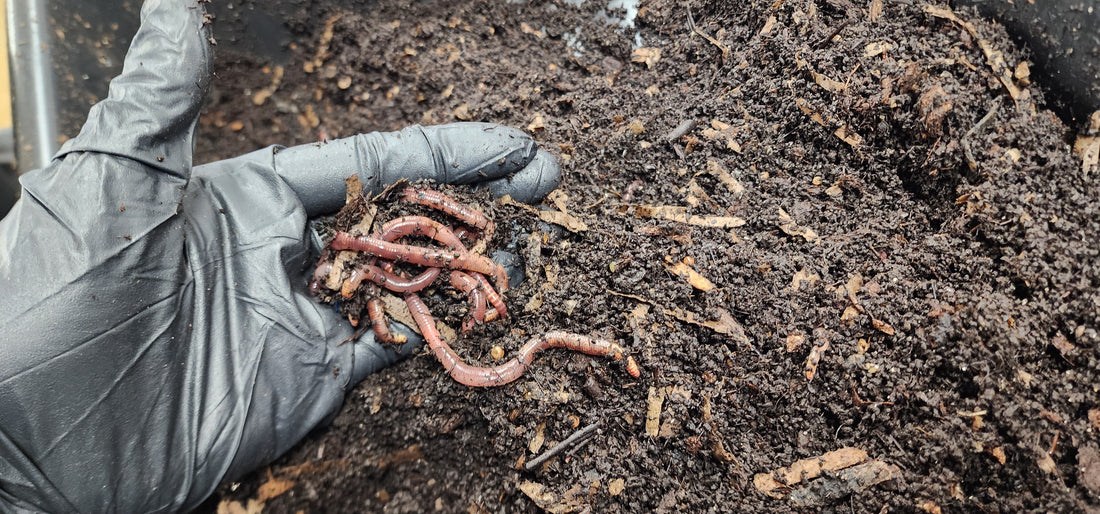 European Nightcrawlers - Bait and Composting - Lumbri Worms & Garden, LLC