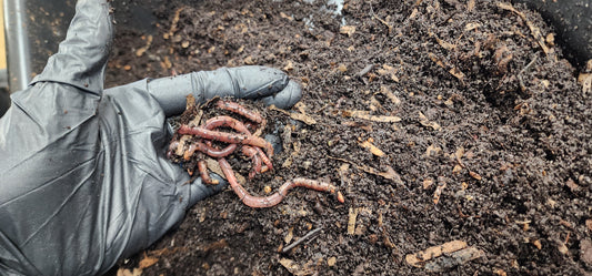 European Nightcrawlers - Bait and Composting - Lumbri Worms & Garden, LLC