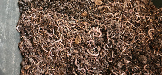 🪱 Garden Worms vs. Compost Worms: Which Ones Should You Use? 🪱