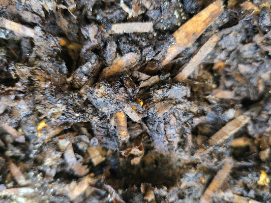 What is Pre-Compost? A Complete Guide to Preparing Organic Materials for Worm Bins - Lumbri Worms and Garden LLC