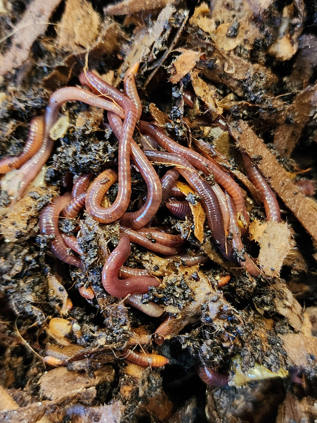 Best Worm Bin Bedding Materials and How Much to Use | Worm Farming Guide - Lumbri Worms & Garden, LLC