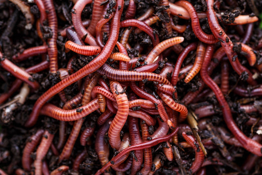 Why Start a Worm Farm? - Lumbri Worms & Garden, LLC