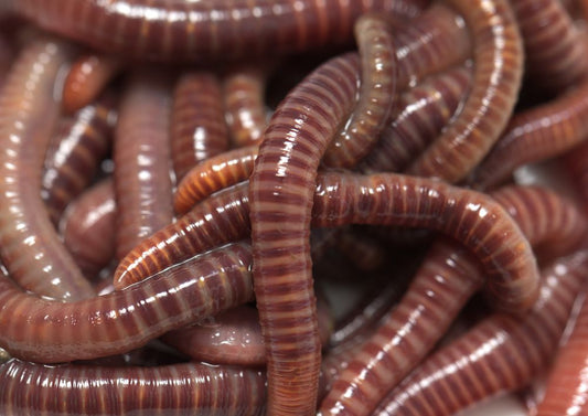 Why Your Worm Bin Might Be Off—and How to Fix It Naturally