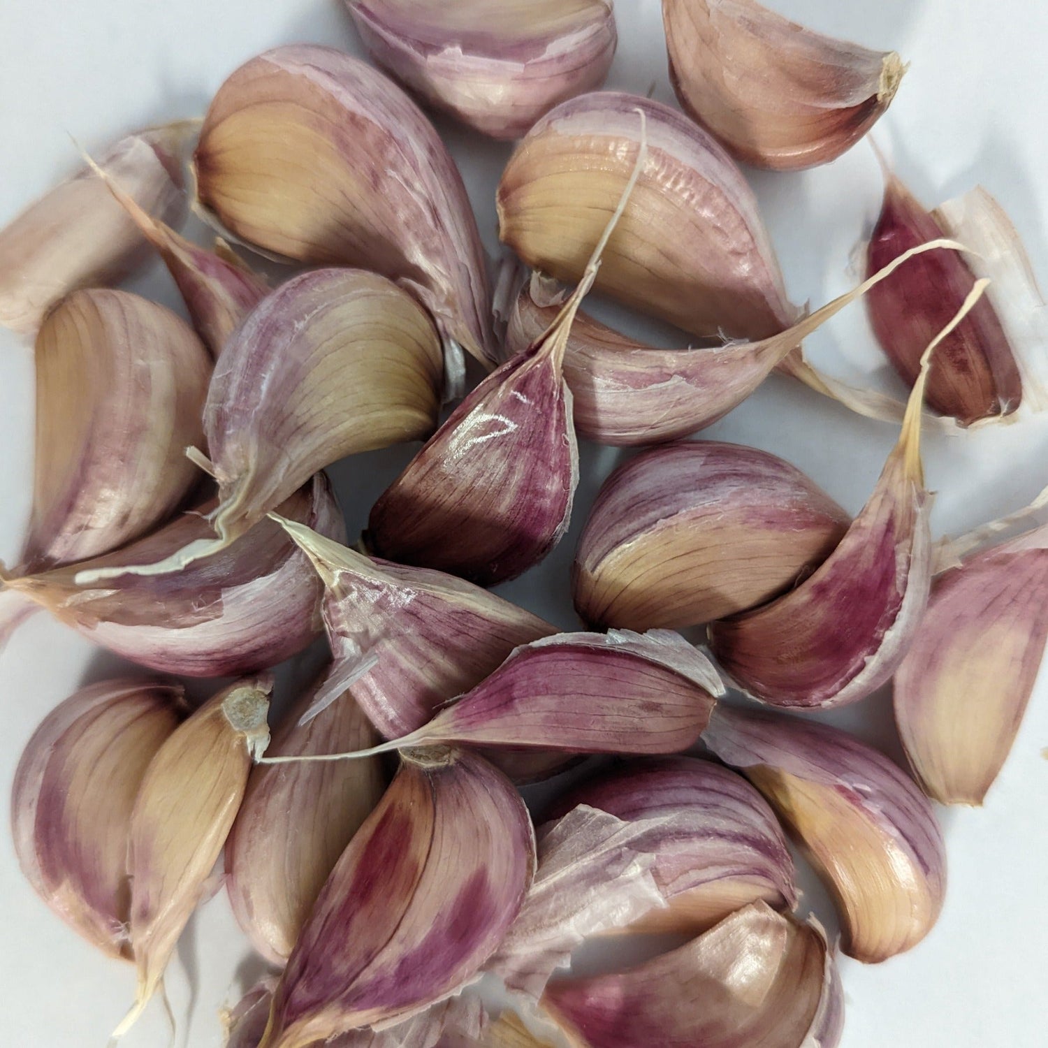 Certified Seeds Garlic Cloves Variety for Fall Planting PRE-ORDER