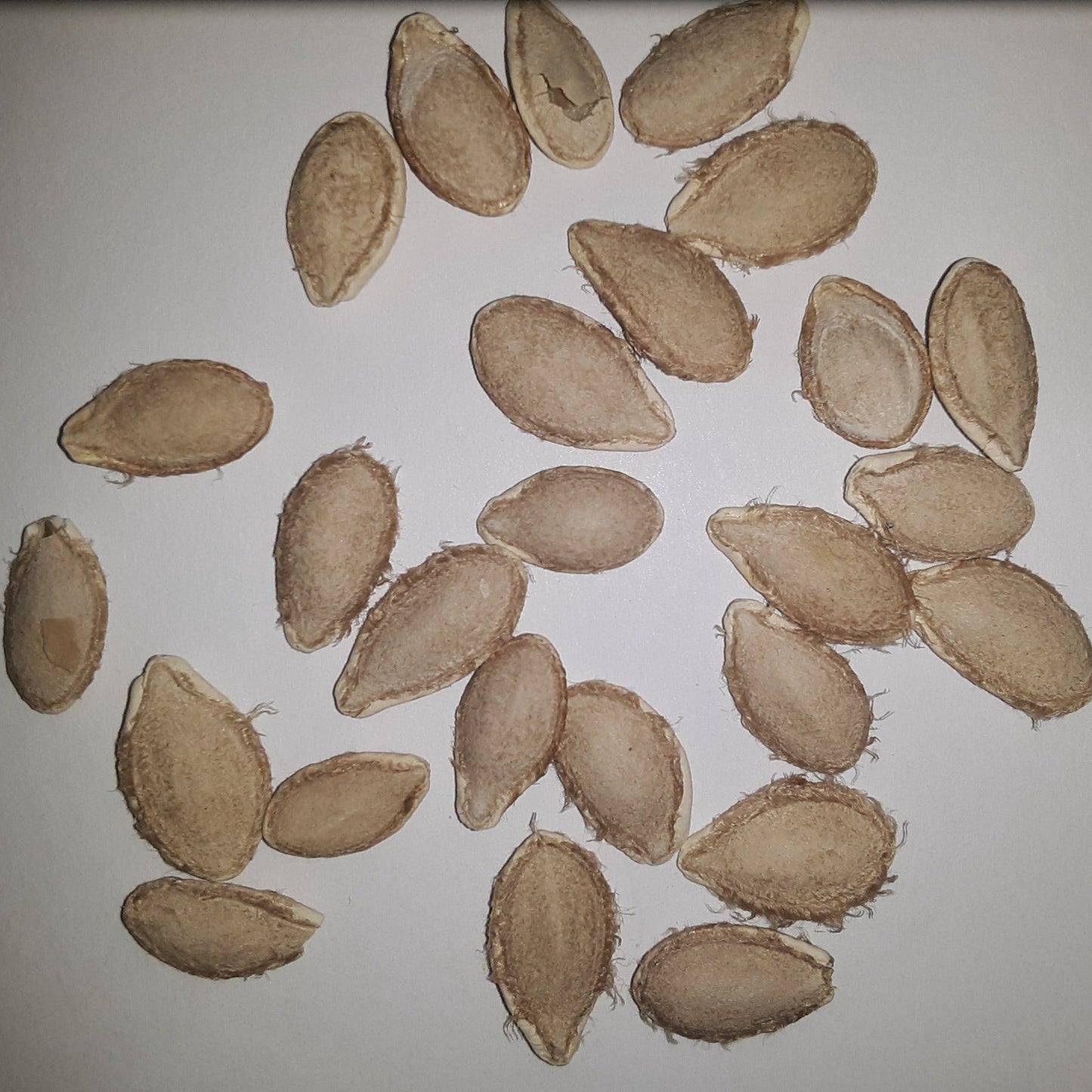 Waltham Heirloom Butternut Winter Squash Seeds