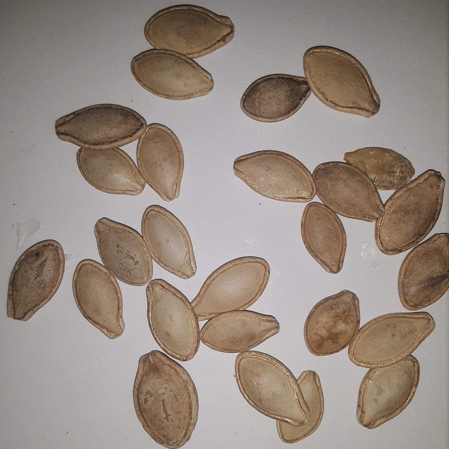 Yellow Heirloom Crookneck Summer Squash Seeds