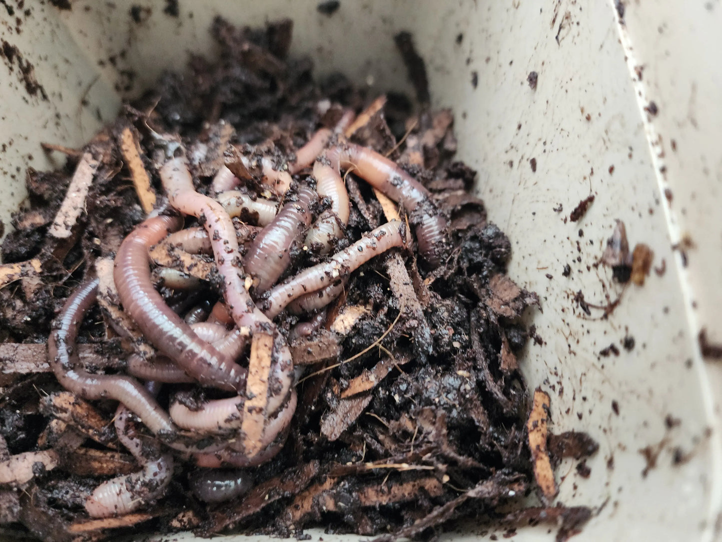 PURE European Nightcrawlers LUMBRI WORMS & GARDEN, LLC