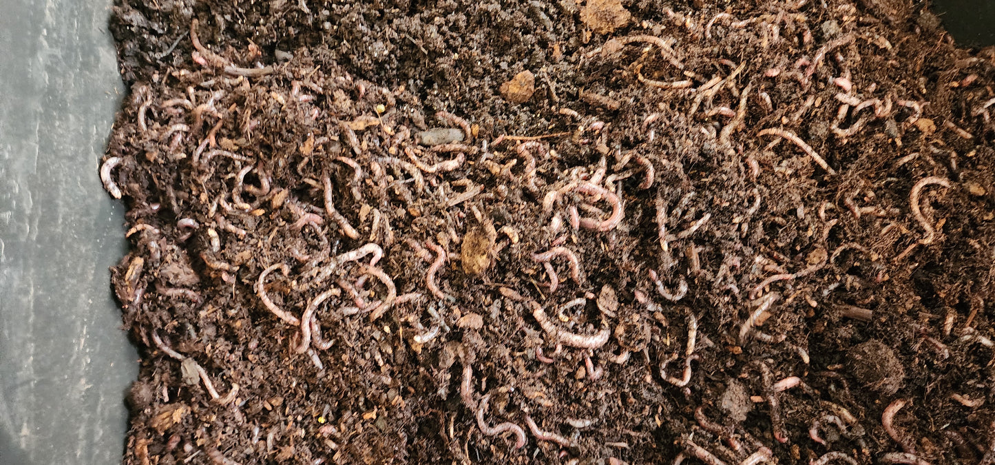 Worm Bin Kits - Eco Systems Ready-To-Go Complete with Live Worms - LOCAL PICK UP ONLY