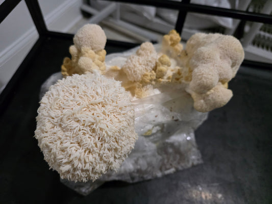 🍄 Fresh Lion’s Mane Mushrooms – Gourmet, Local & Organic | Lumbri Worms & Garden LLC - LOCAL PICK UP ONLY