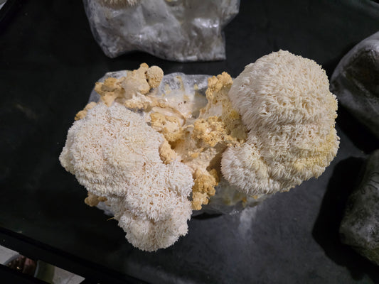 🍄 Fresh Gourmet Mushrooms Multi Pak (3) – Lion’s Mane, Shiitake & Oysters - LOCAL PICK UP ONLY