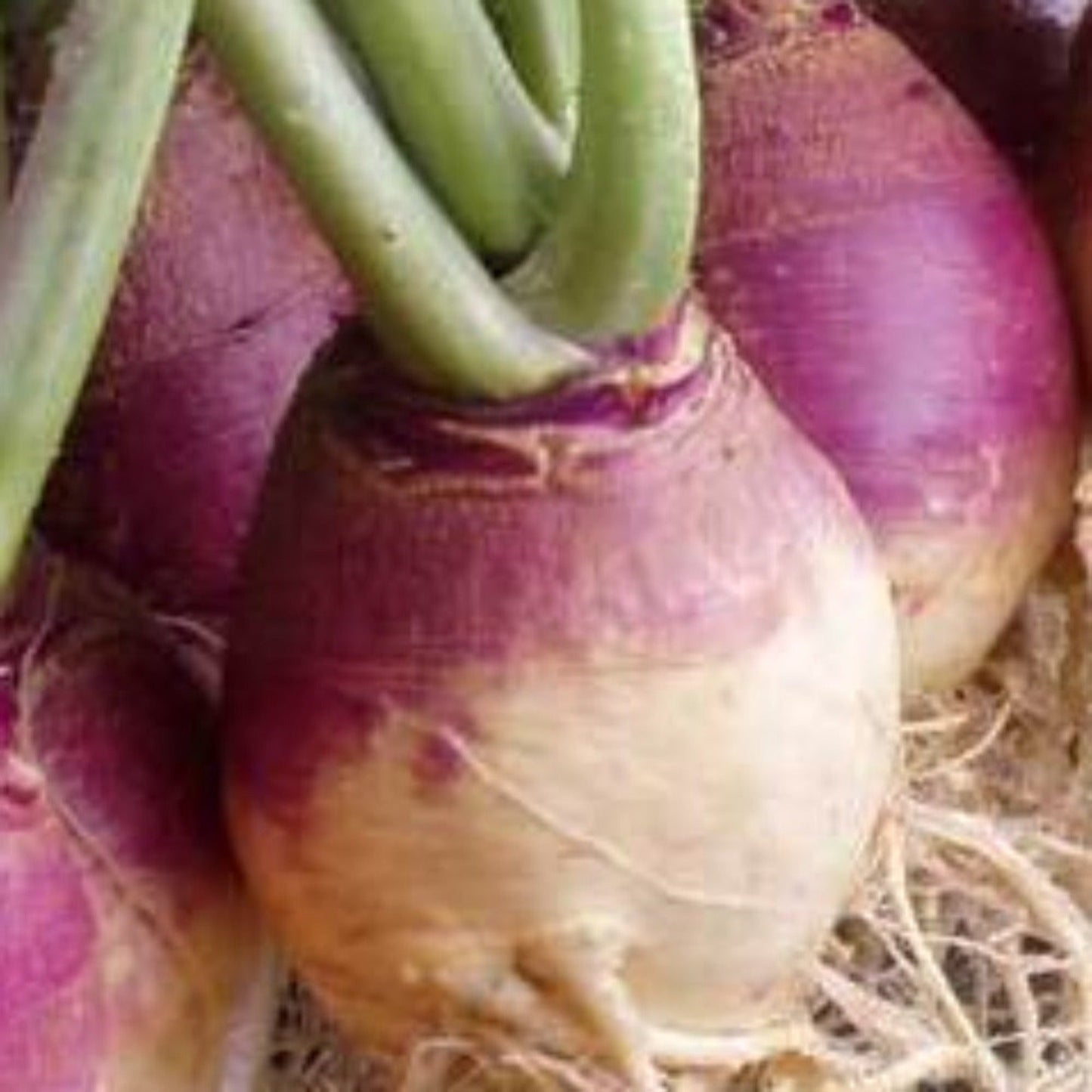 American Purple Top Heirloom Rutabaga Seeds