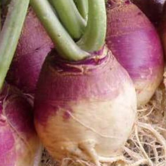 American Purple Top Heirloom Rutabaga Seeds