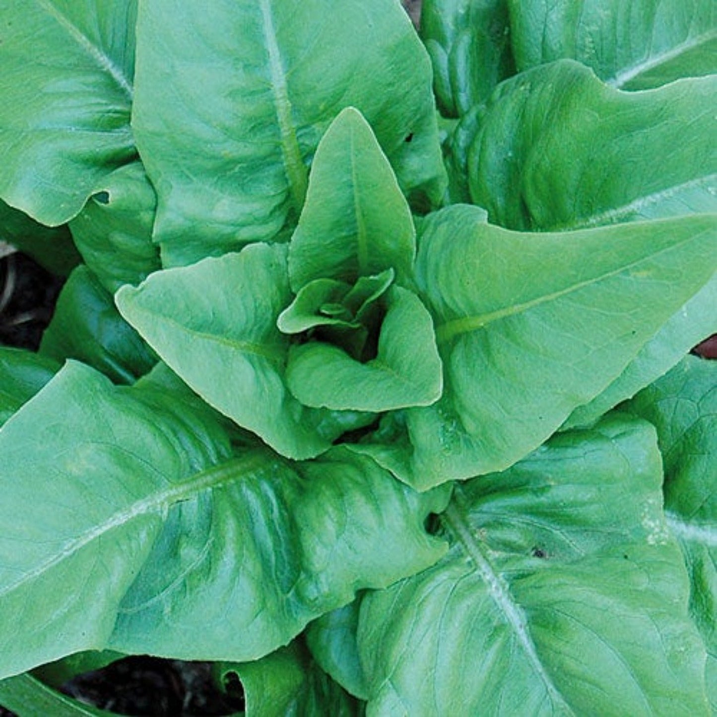 Amish Deer Tongue Lettuce Seeds