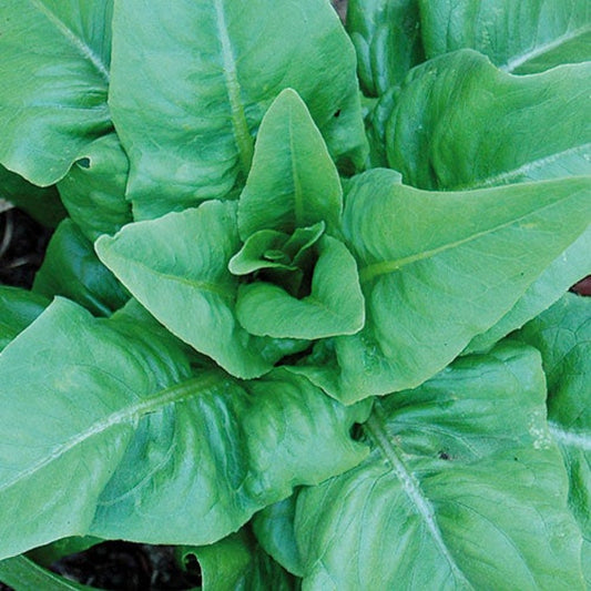 Amish Deer Tongue Lettuce Seeds