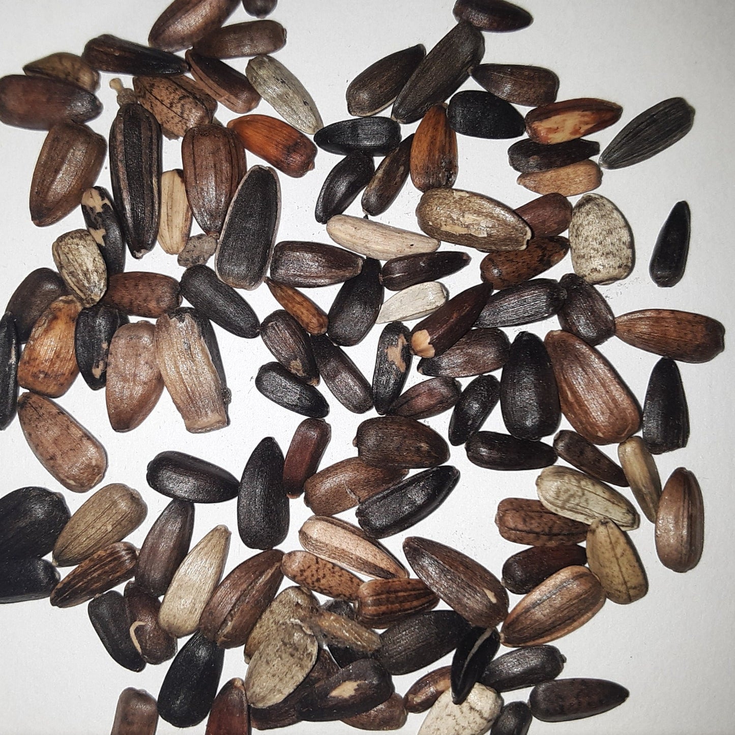 Autumn Beauty Sunflower Seeds