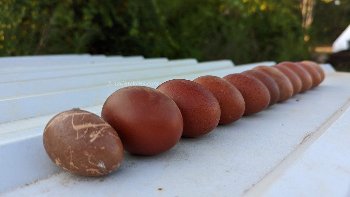 Rainbow Egg Assortment – Buy 10 + 5 Bonus Free (15 All-Female, Shipping Included)
