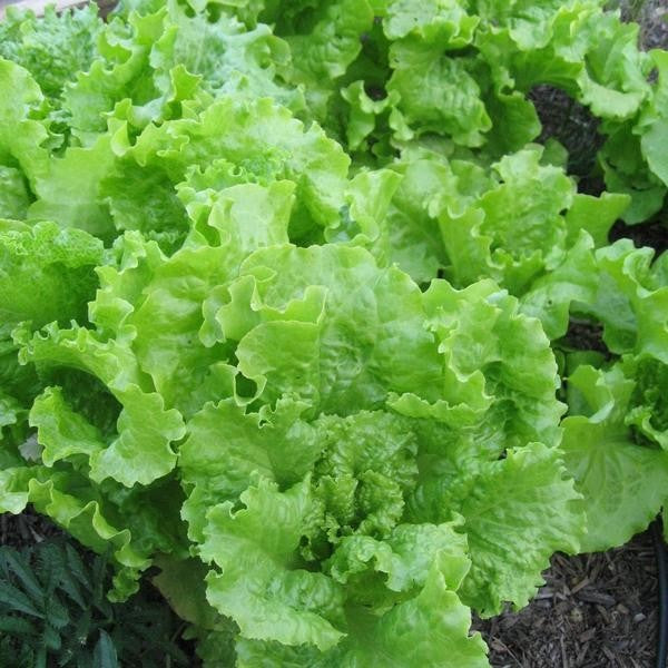 Black Seeded Simpson Lettuce Seeds