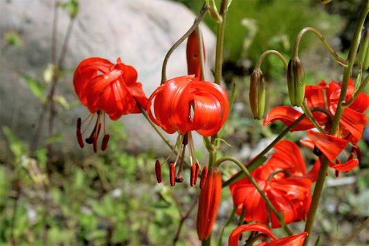 10 CORAL LILY Siberian Turk's Cap Lilium Pumilum Coral Red Fragrant Flower Seeds