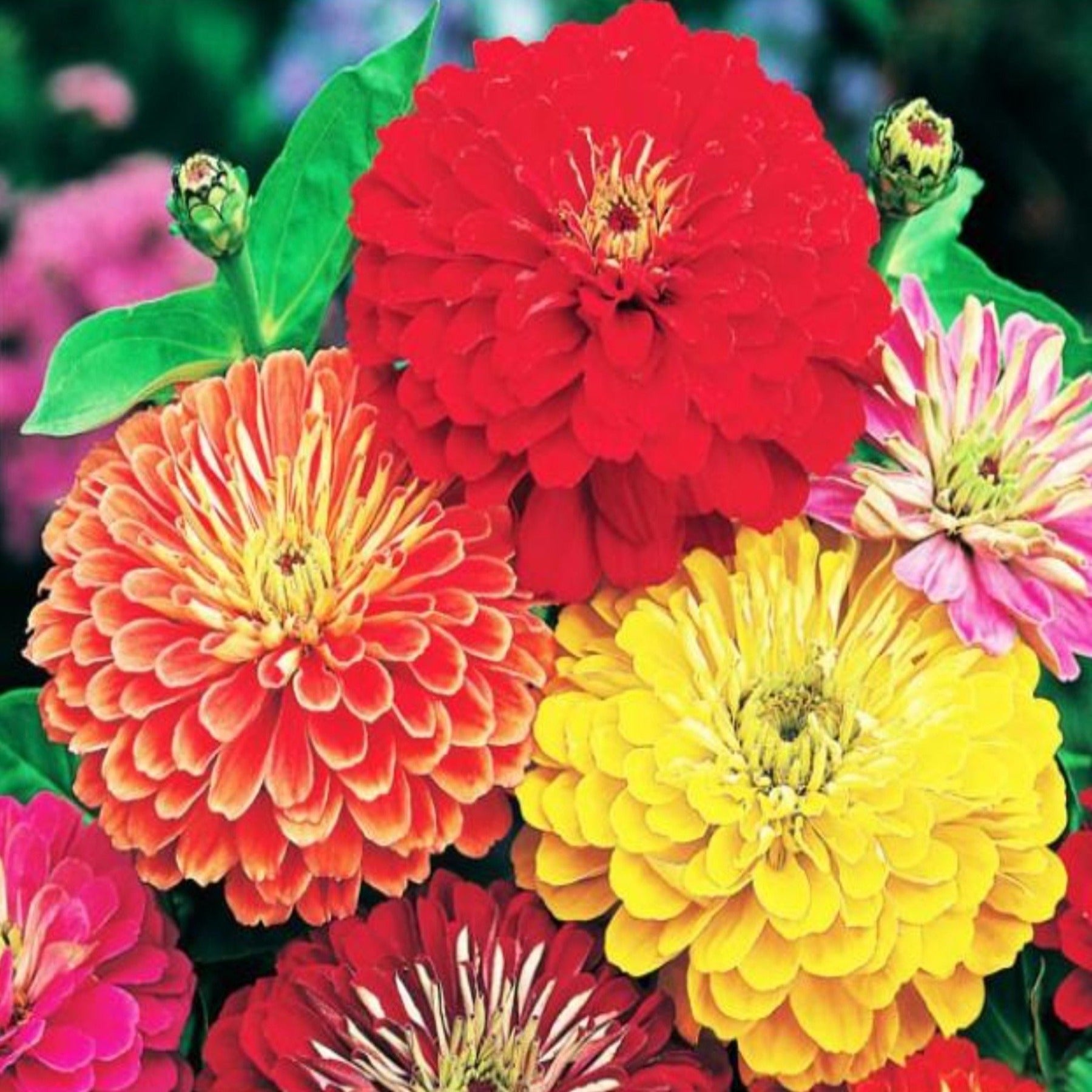 California Giant Mix Zinnia Seeds – LUMBRI WORMS & GARDEN, LLC