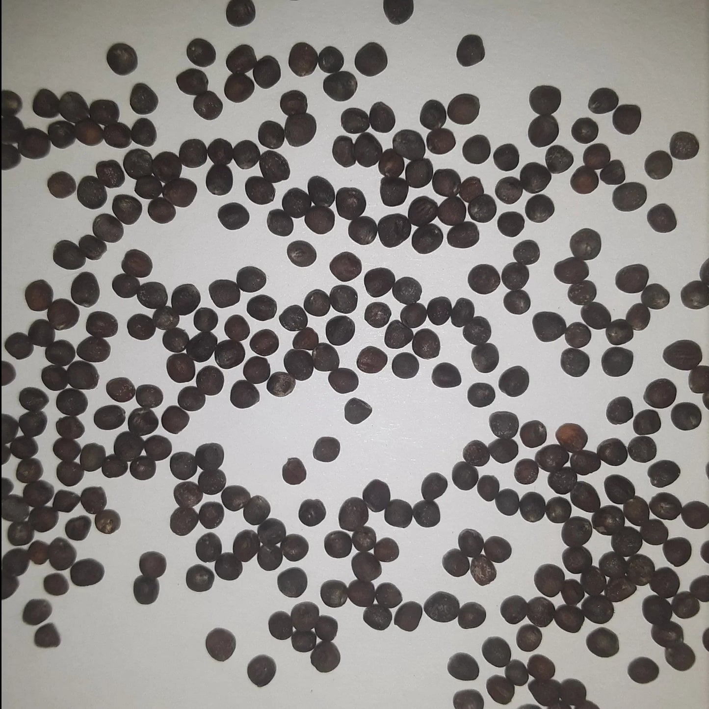 Twister Hybrid Cauliflower Seeds