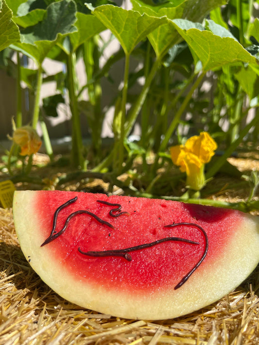 Living Material + Red Wiggler Composting Worms Eisenia andrei