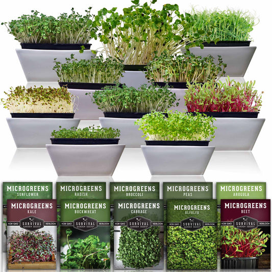 Microgreens 10 Variety Seed Kit