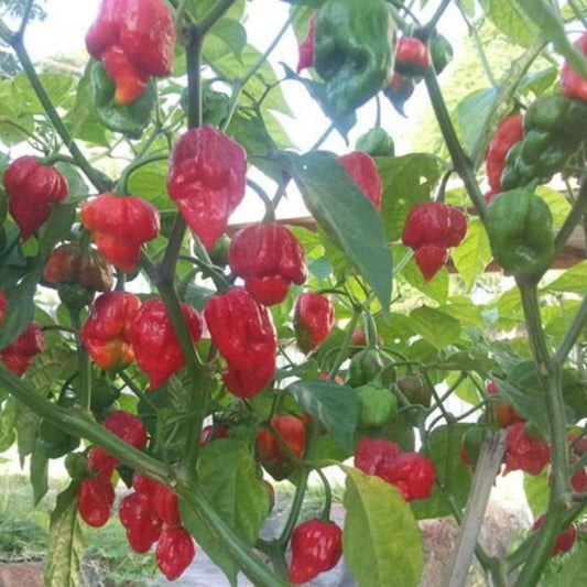Trinidad Scorpion Extreme Hot Pepper Seeds