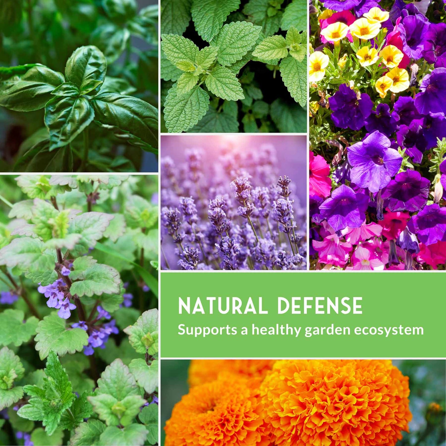 6 Pest Defense Herb & Flower Seeds - Repel Garden Pests Naturally