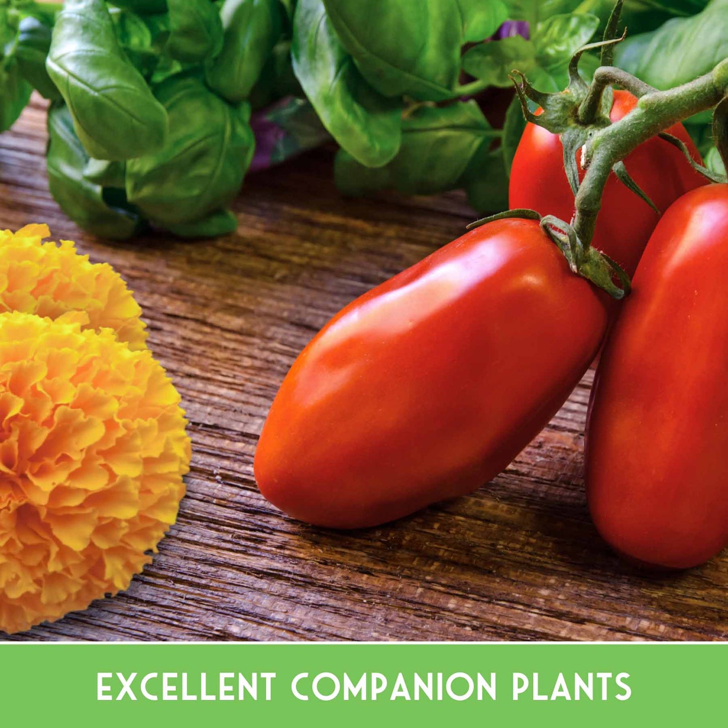 6 Pest Defense Herb & Flower Seeds - Repel Garden Pests Naturally