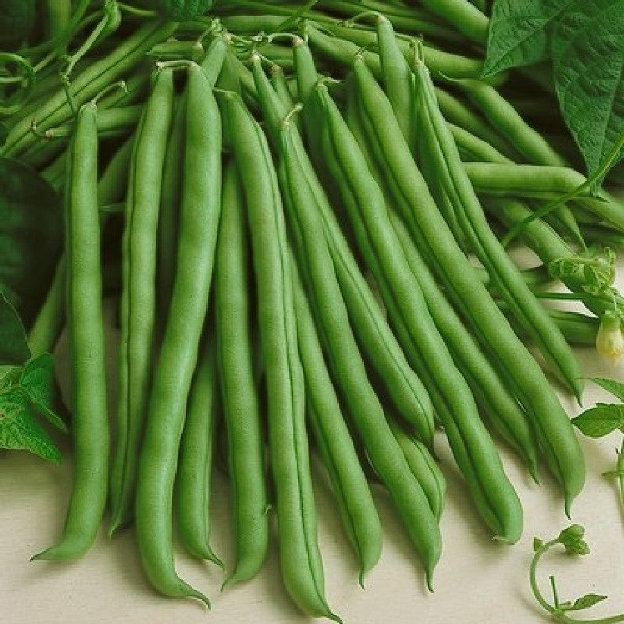 Provider Bush Green Bean Seeds