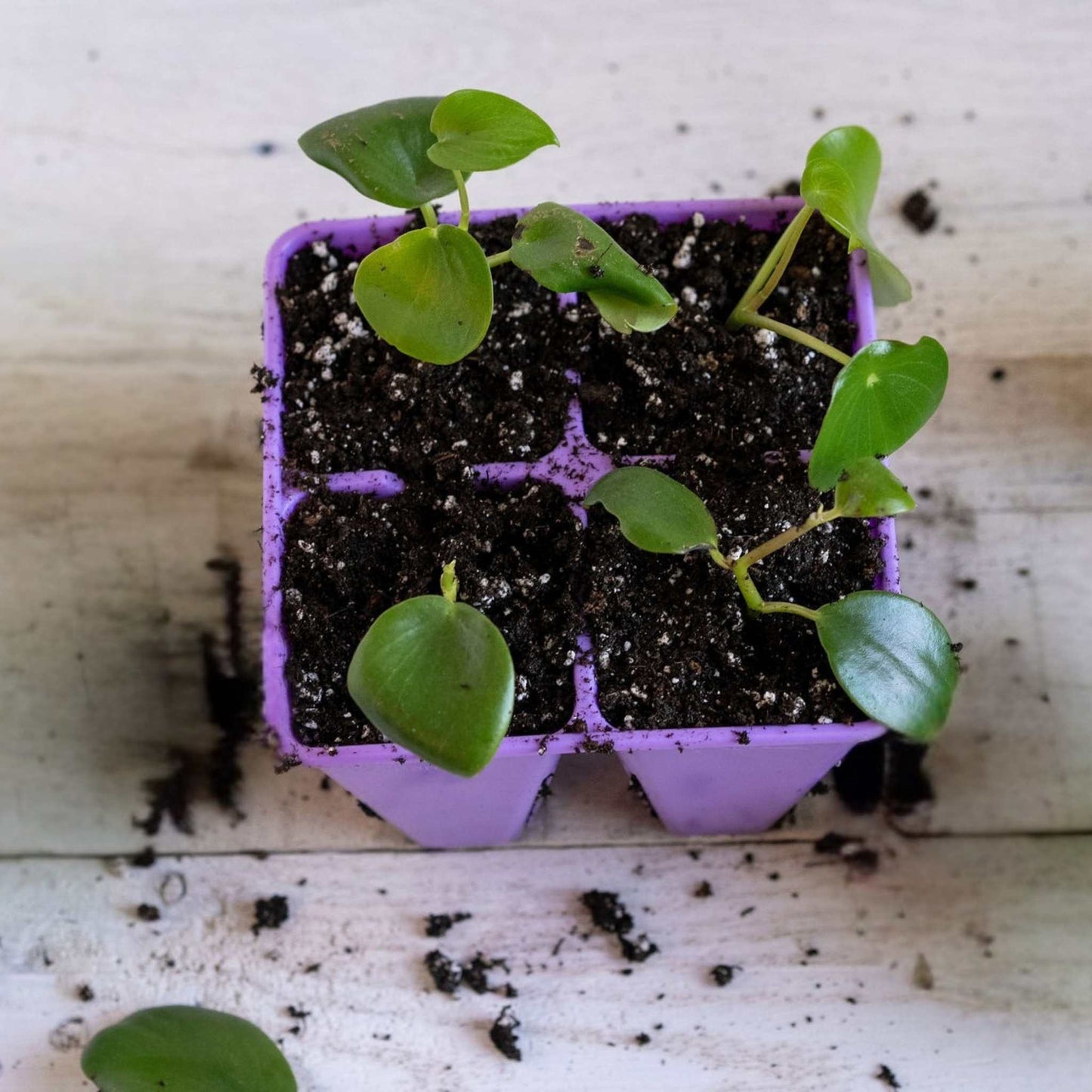 4 Cell Plug Tray Inserts