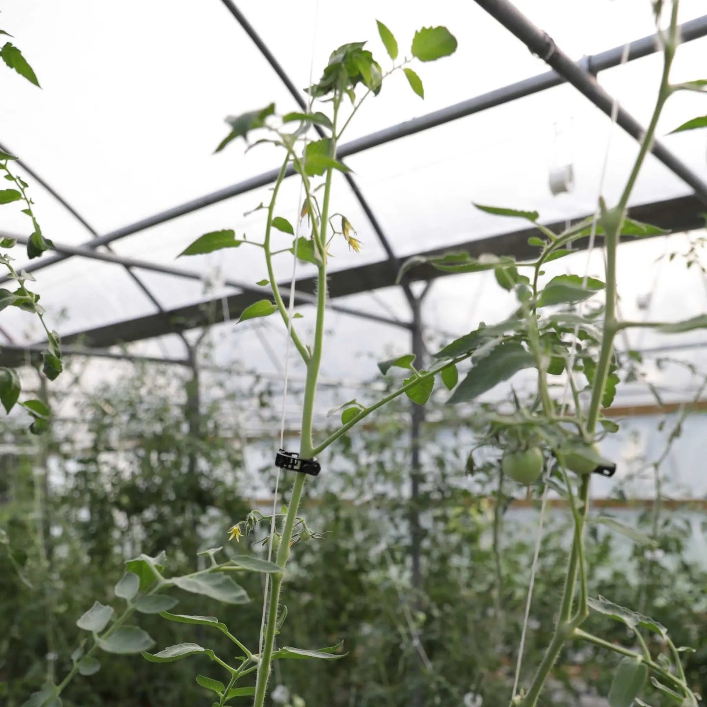 Tomato Roller Hooks
