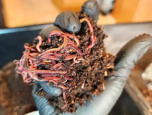 1 /2 lbs. Pure Red Wigglers Composting and Gardening Worms (EISENIA FETIDA) LUMBRI WORMS & GARDEN, LLC
