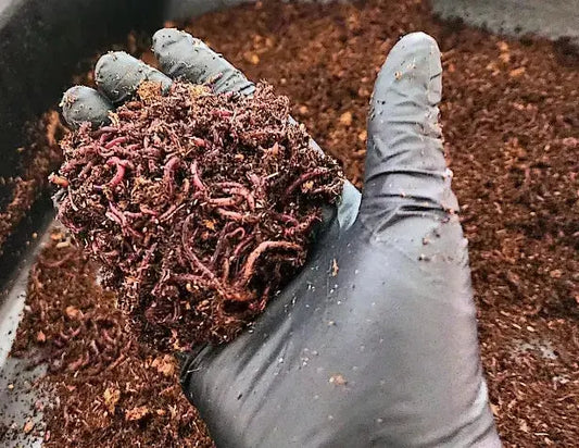 1 /2 lbs. Pure Red Wigglers Composting and Gardening Worms (EISENIA FETIDA) LUMBRI WORMS & GARDEN, LLC