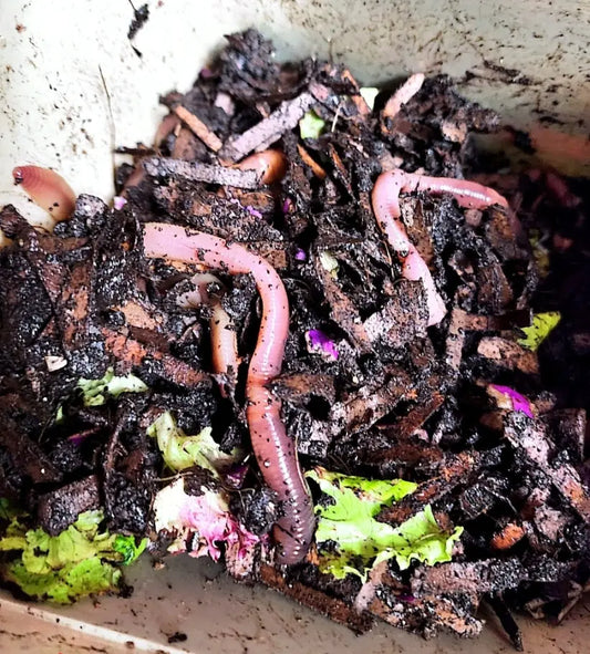 PURE European Nightcrawlers LUMBRI WORMS & GARDEN, LLC