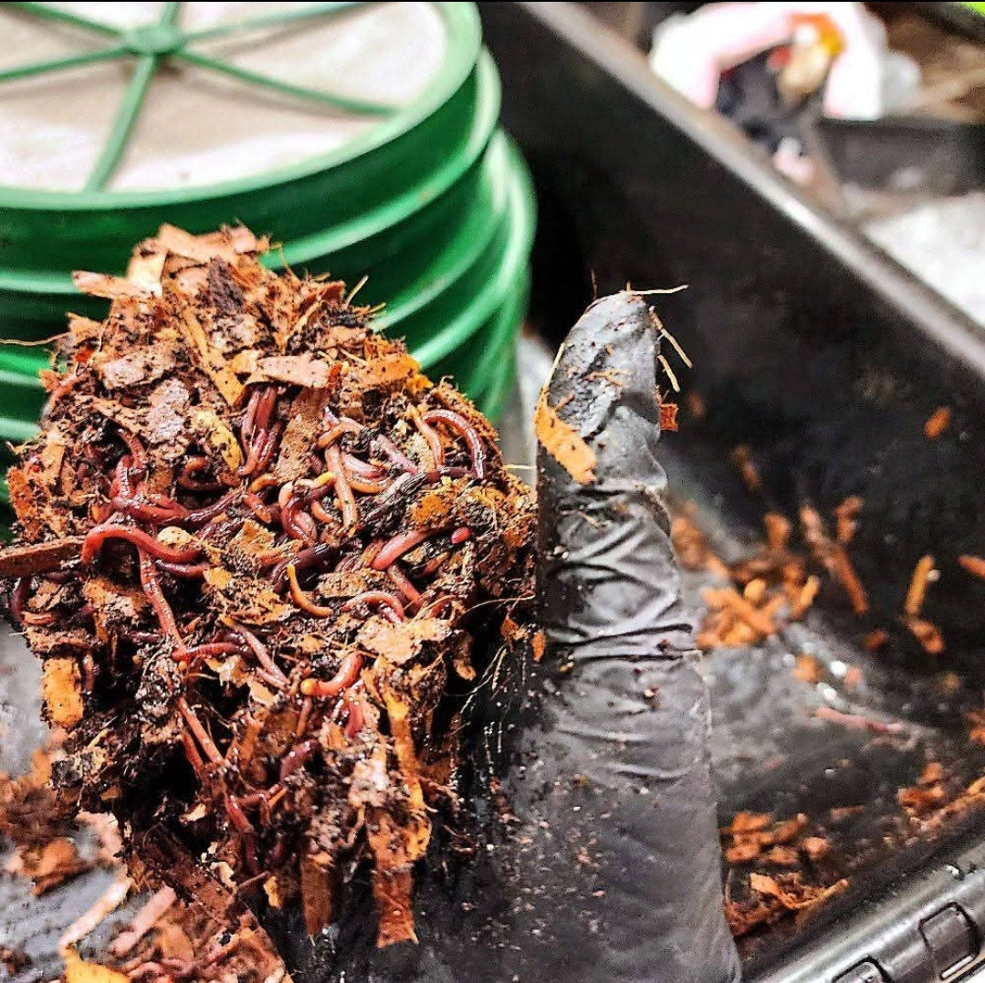 Red Wigglers Composting and Gardening Worms (EISENIA) 1 /2 lbs. (approx. 500)