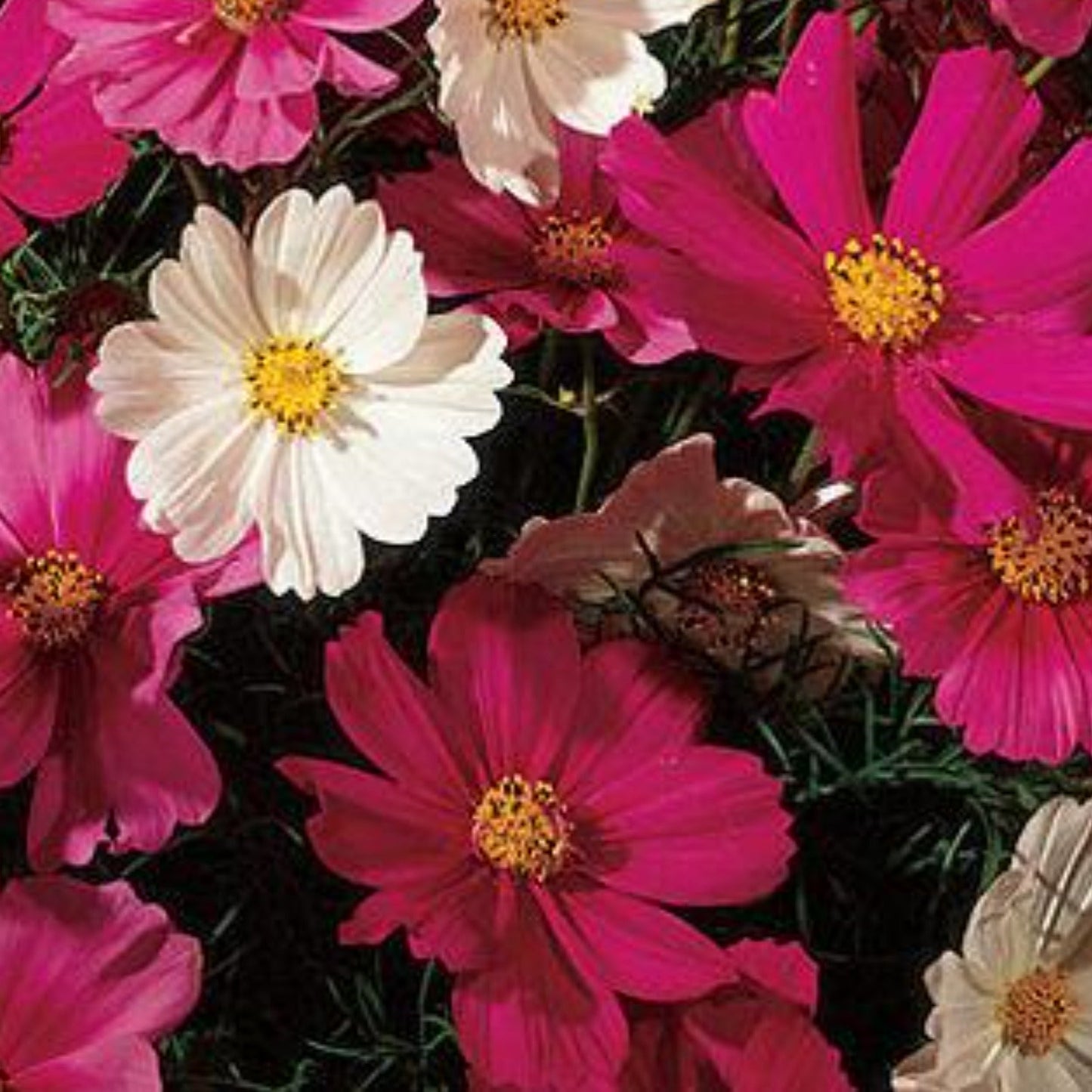 Cosmo, Sensation Mix Seeds