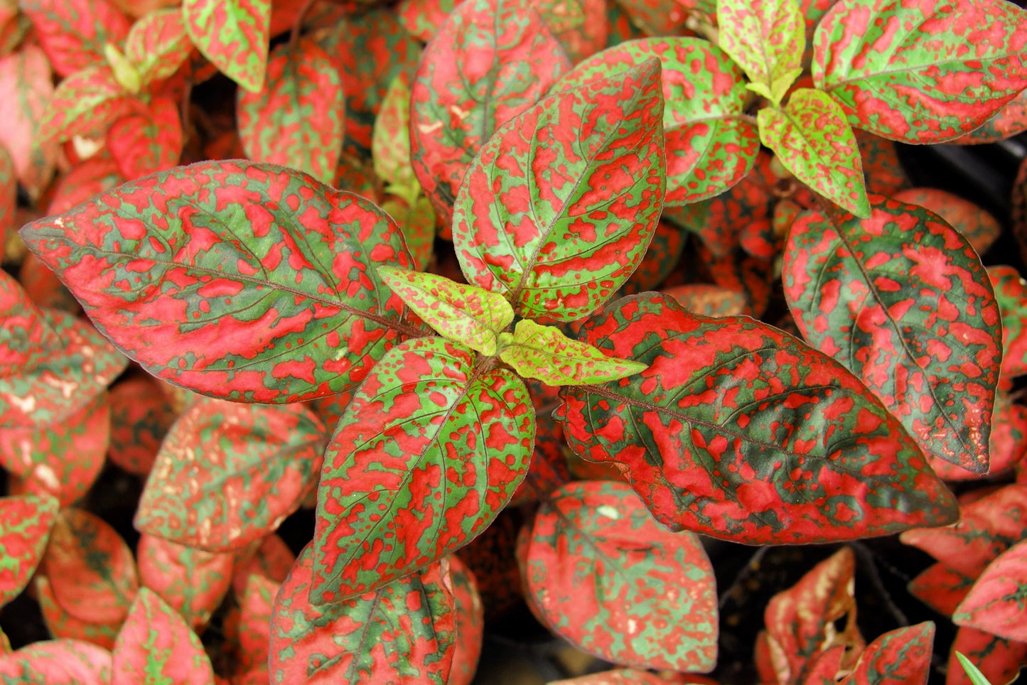 10 Dwarf RED POLKA DOT PLANT Splash Select Hypoestes Phyllostachya Flower Houseplant Seeds