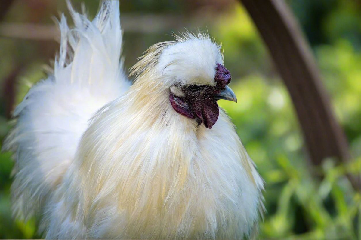 Silkie Chicks – Buy 6 + 3 Bonus Free (9 Unsexed, Mixed Colors, Shipping Included)