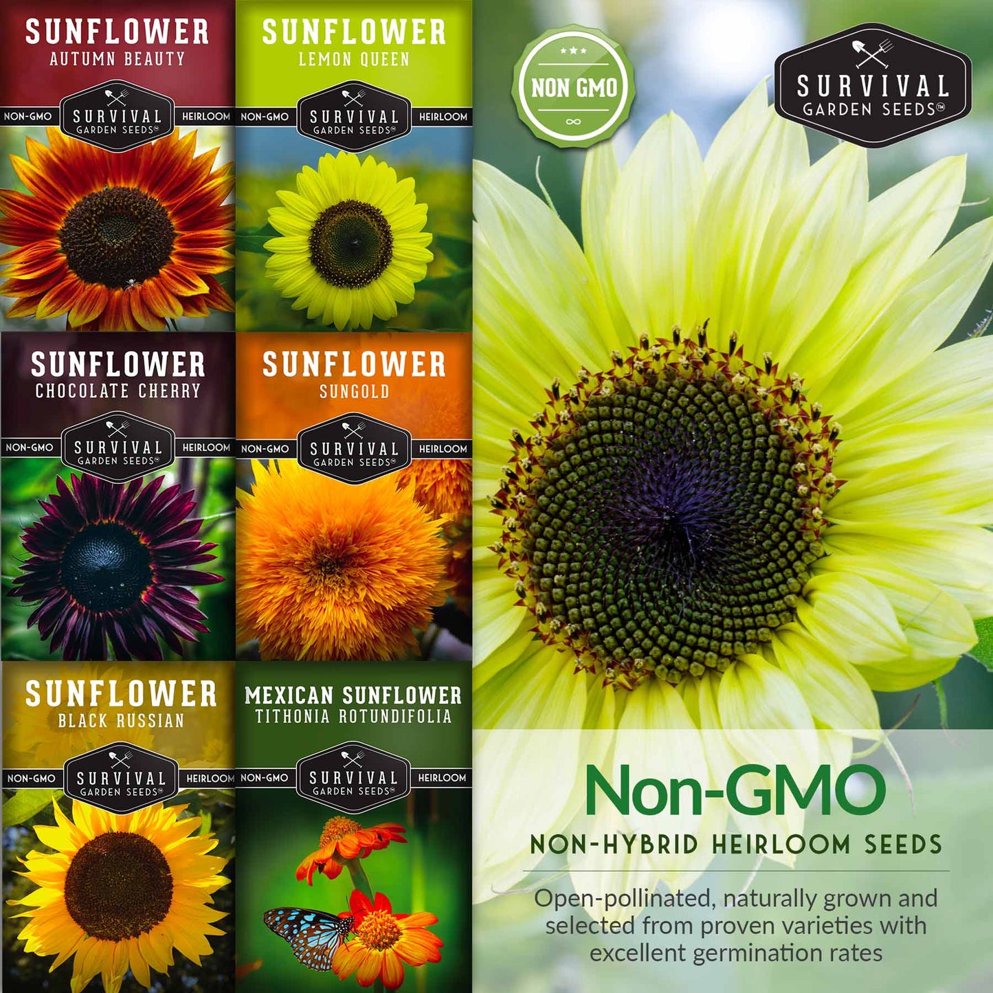 6 Sunflower Collection - A Rainbow of Colorful Sunflowers