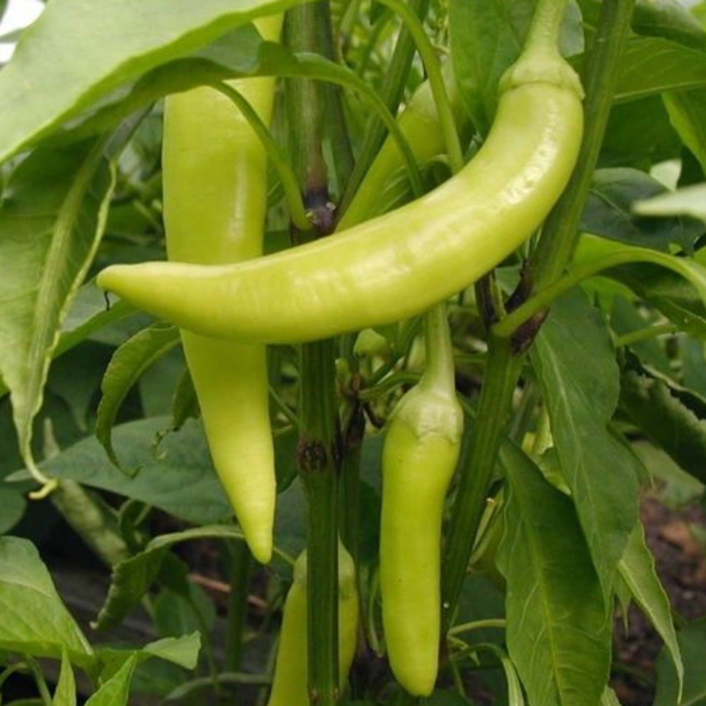Sweet Banana Heirloom Pepper Seeds