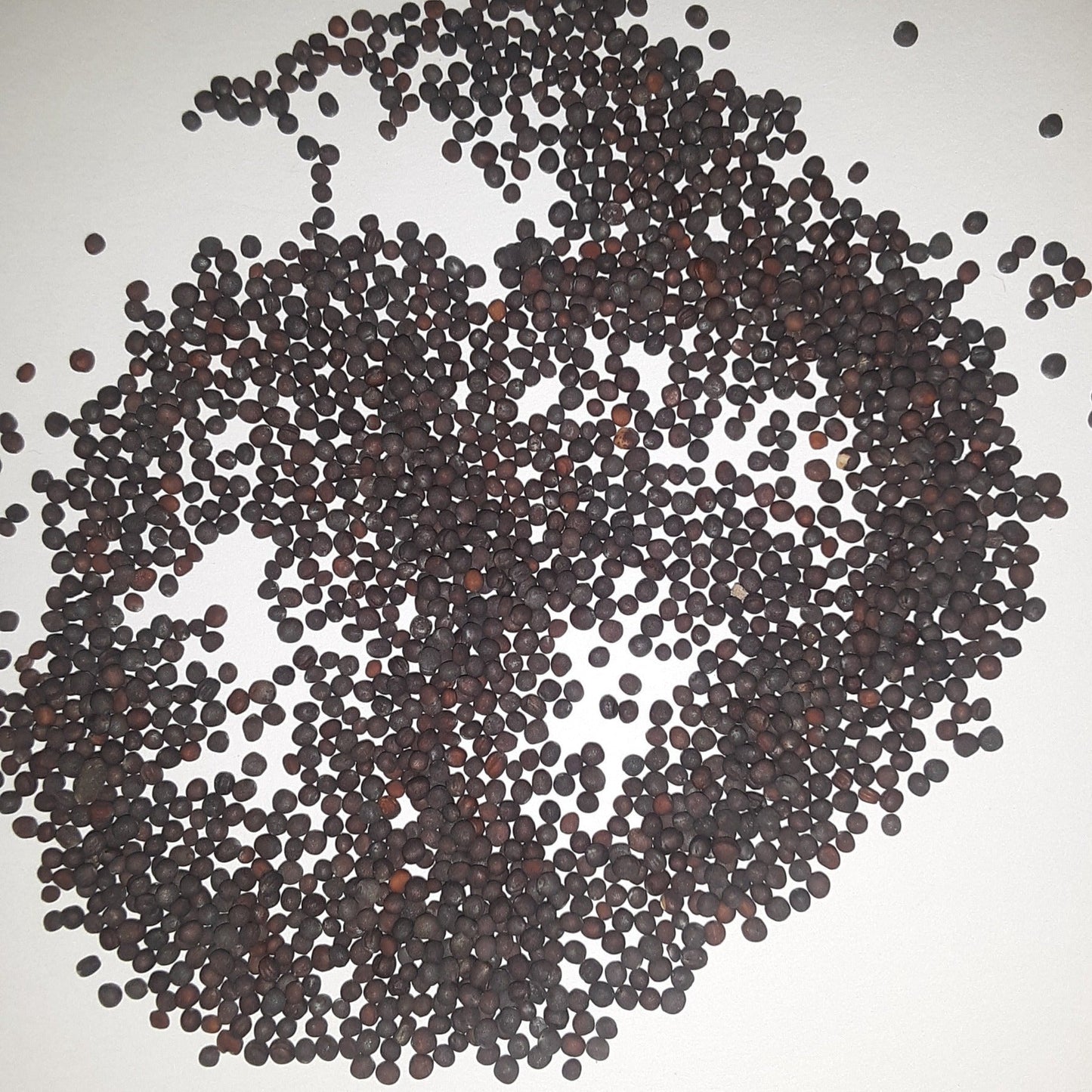 White Egg Heirloom Turnip Seeds