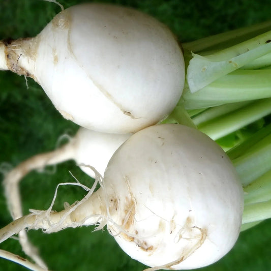 White Egg Heirloom Turnip Seeds