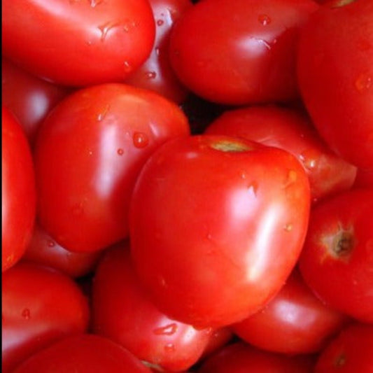 Amish Paste Heirloom Tomato Seeds