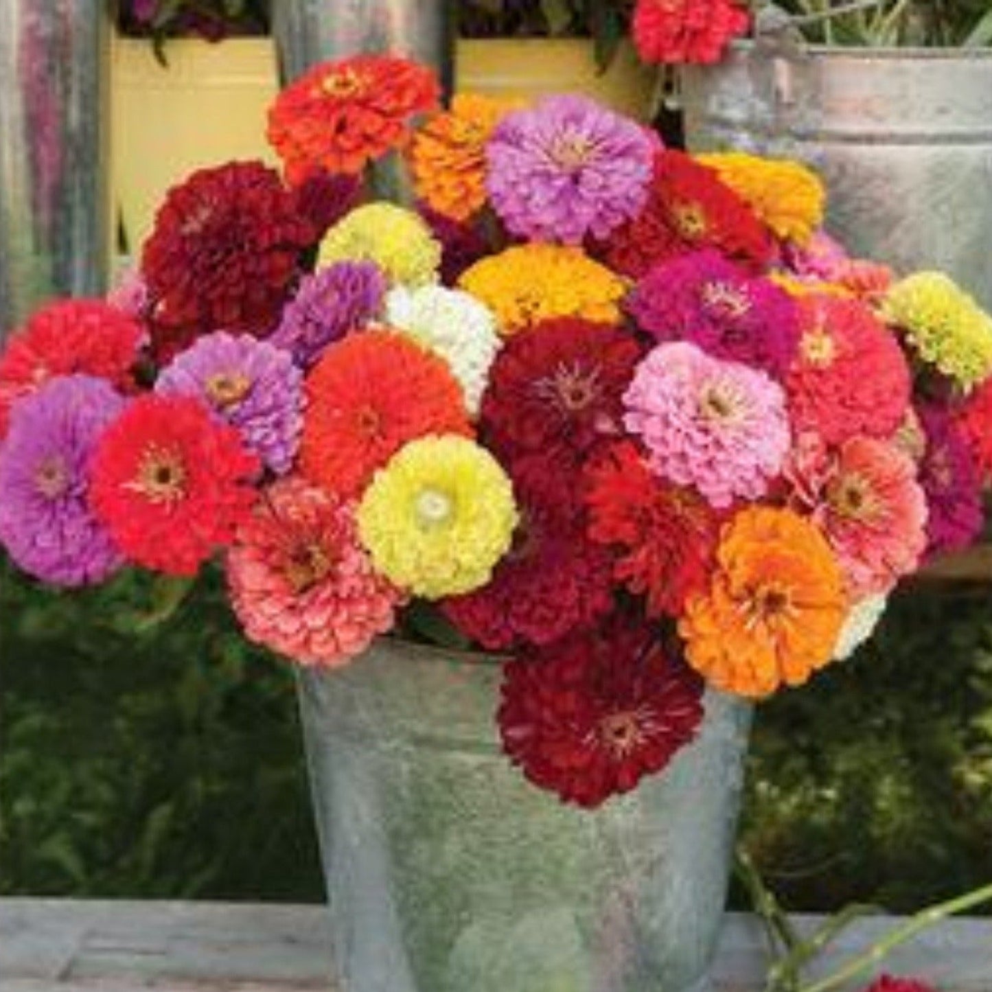 Bernary's Giant Mix Zinnia Seeds