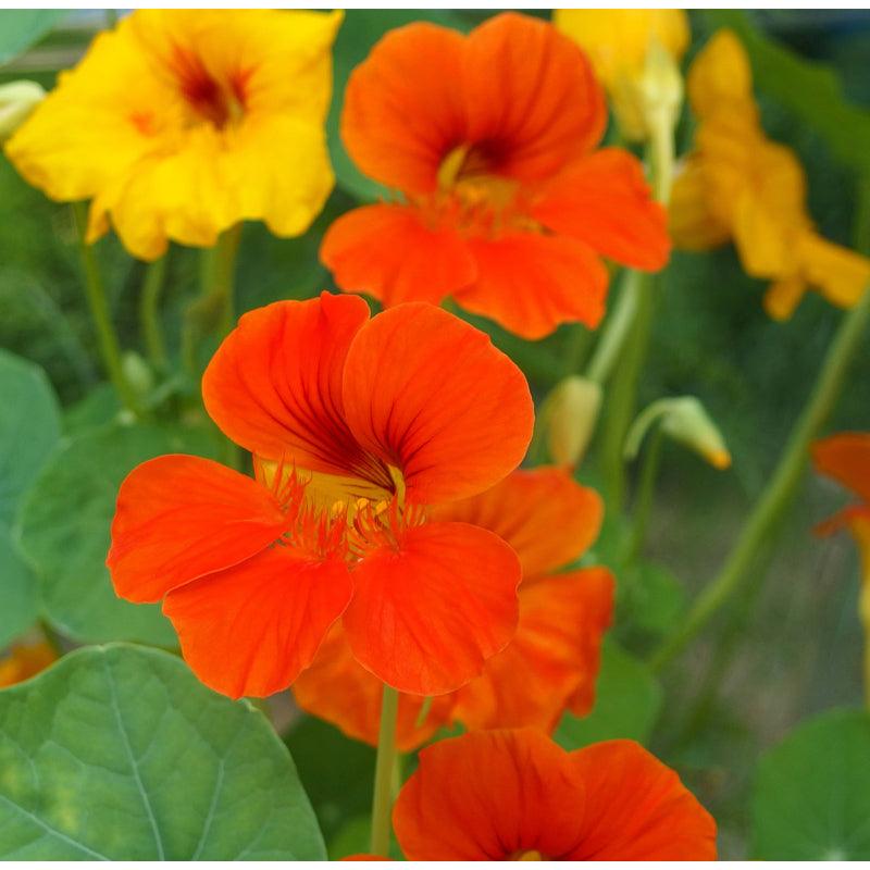 Nasturtium, Dwarf Jewel Mix (lb)