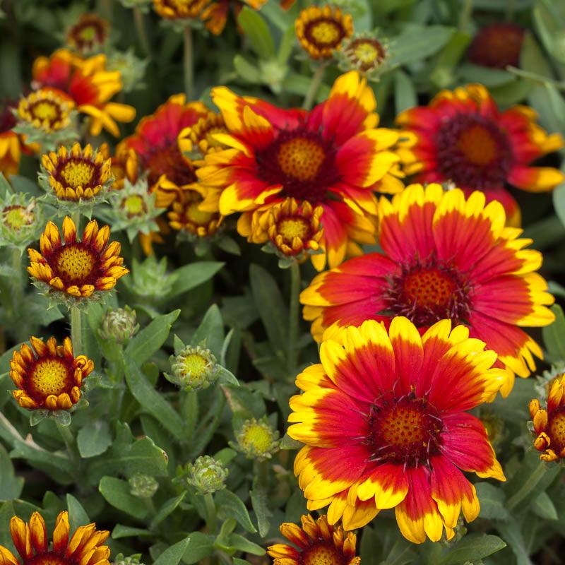 Gaillardia, Indian Blanket (1/4 lb)