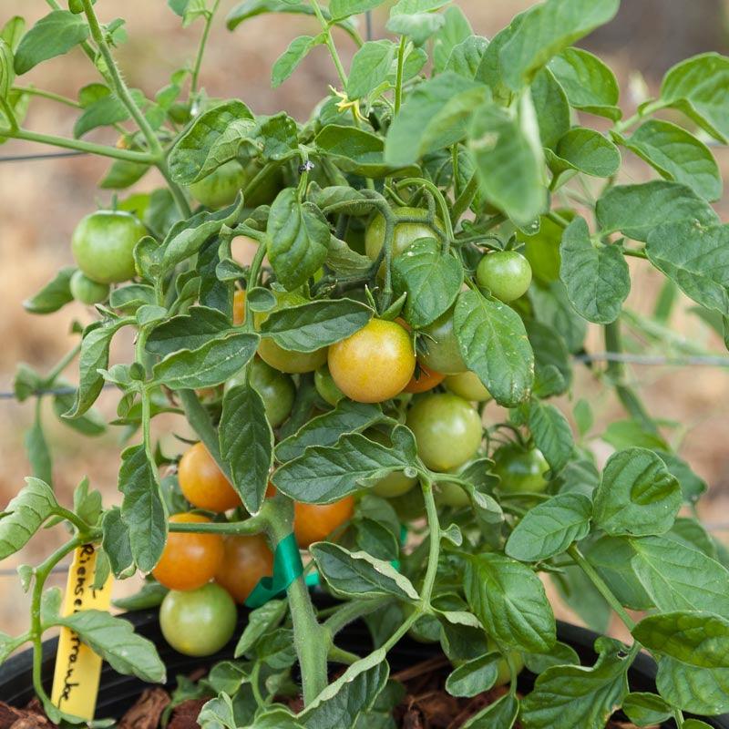 Red Grape Riesenstraube Cherry Tomato Seeds (Organic)