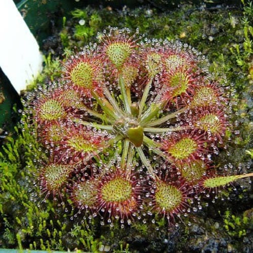 planting sundew seeds 10 Carnivorous Sundew Plant (Drosera) Seeds
