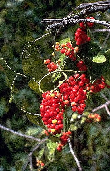10 CAROLINA MOONSEED Snailseed / Coralbeads Flower Vine Cocculus Carolinus Seeds